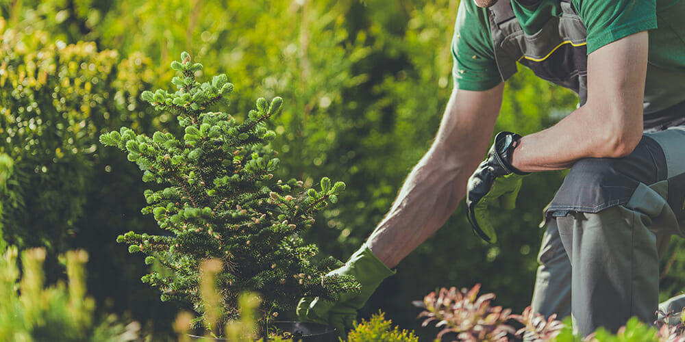 maryland yard maintenance