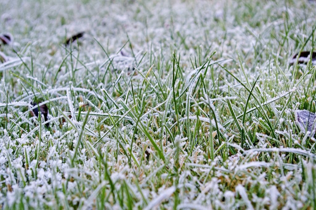 A frosty yard 